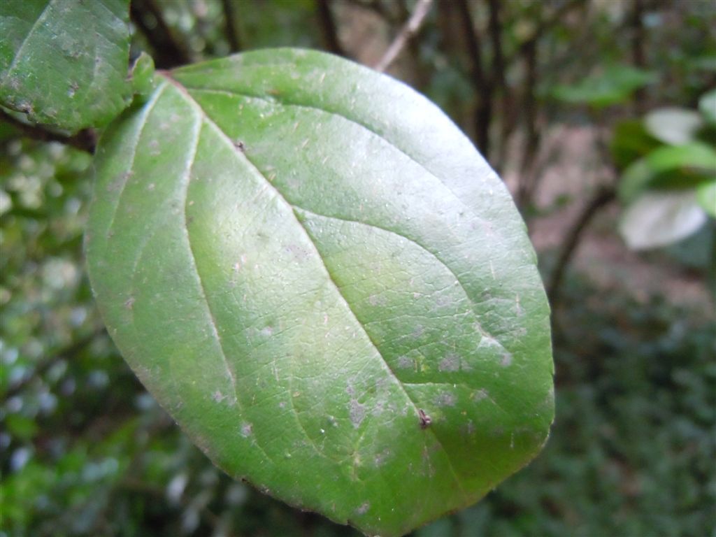 Pianta da Capodimonte - Viburnum suspensum